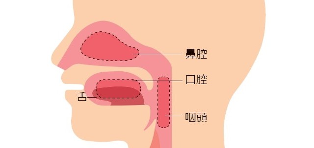 鼻腔口腔咽頭舌の断面図